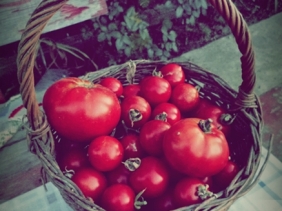 tomatoes photomargeluta.wordpress.com